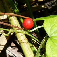 Zehneria maysorensis Arn.